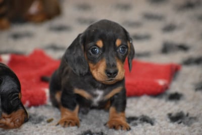 Les chiots de Teckel poil ras