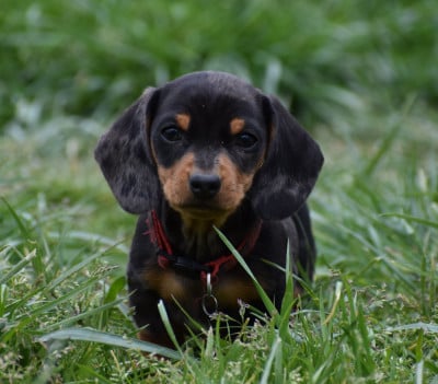 Les chiots de Teckel poil ras