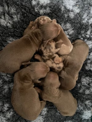 Les chiots de Teckel poil ras