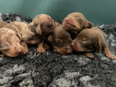 Les chiots de Teckel poil ras