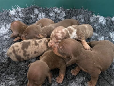 Les chiots de Teckel poil ras