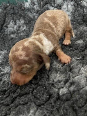 Les chiots de Teckel poil ras