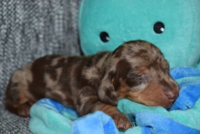 Les chiots de Teckel poil ras