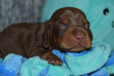 Les chiots de Teckel poil ras