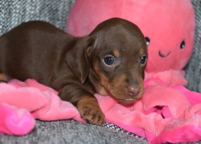Les chiots de Teckel poil ras