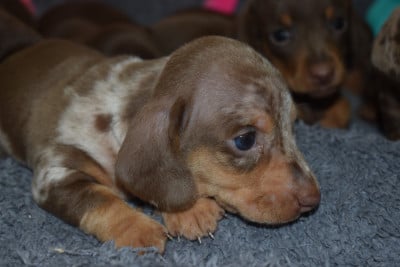 Les chiots de Teckel poil ras