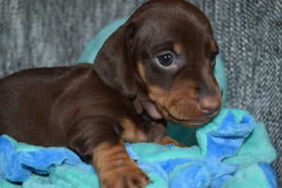 Les chiots de Teckel poil ras