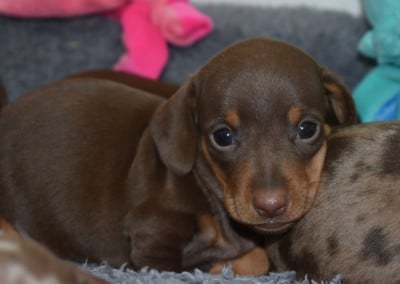 Les chiots de Teckel poil ras