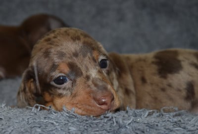 Les chiots de Teckel poil ras