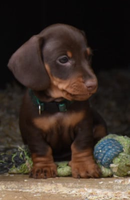 Les chiots de Teckel poil ras