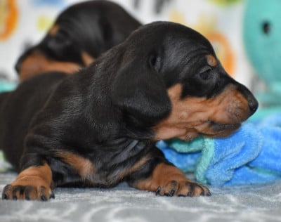 Les chiots de Teckel poil ras