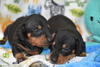 Les chiots de Teckel poil ras