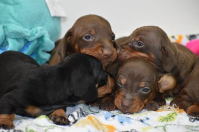 Les chiots de Teckel poil ras
