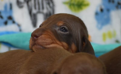 Les chiots de Teckel poil ras
