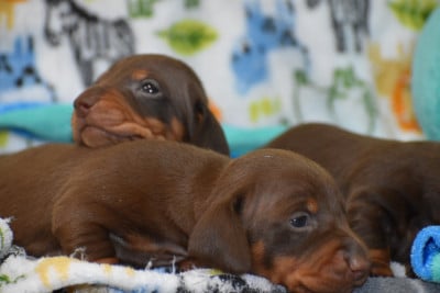 Les chiots de Teckel poil ras