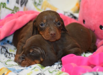 Les chiots de Teckel poil ras