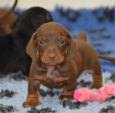 Les chiots de Teckel poil ras