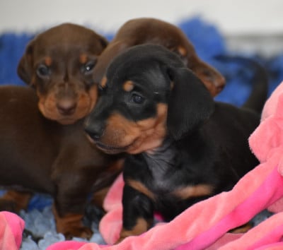 Les chiots de Teckel poil ras