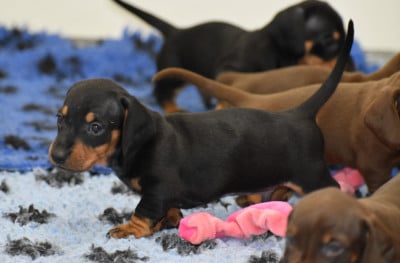 Les chiots de Teckel poil ras