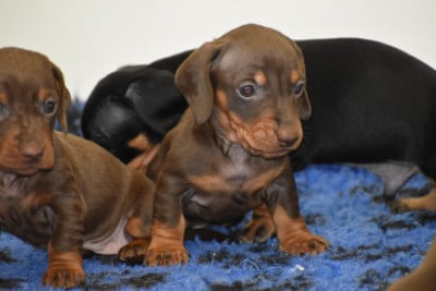 Les chiots de Teckel poil ras