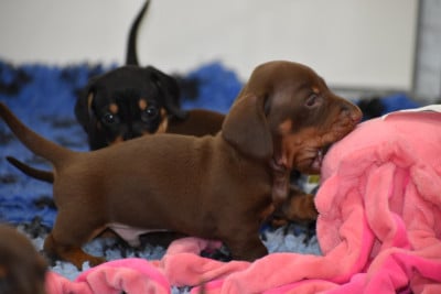 Les chiots de Teckel poil ras