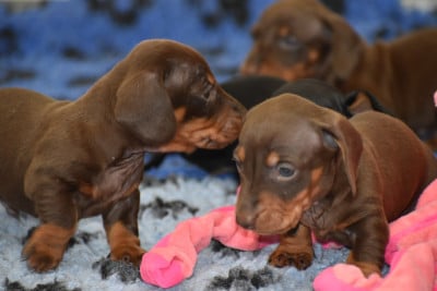 Les chiots de Teckel poil ras