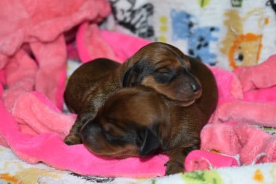 CHIOT 2 - Teckel poil ras