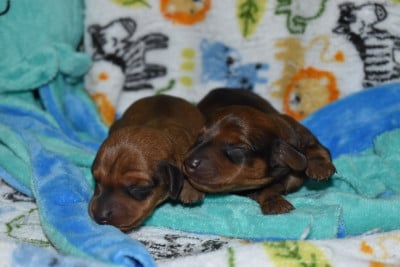 CHIOT 3 - Teckel poil ras
