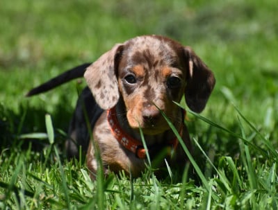 Les chiots de Teckel poil ras