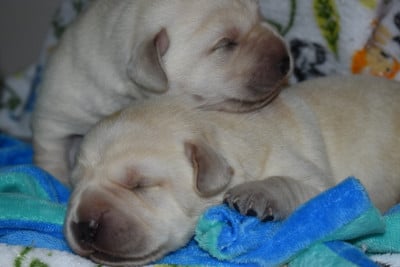 Mâle Sable - Labrador Retriever