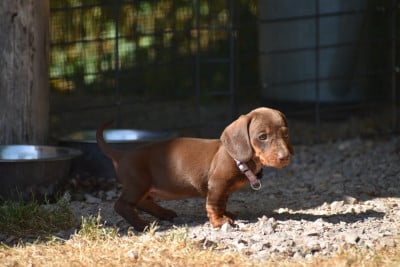 Les chiots de Teckel poil ras