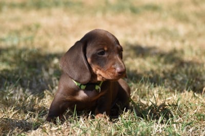 Les chiots de Teckel poil ras