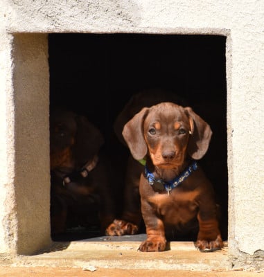 Les chiots de Teckel poil ras
