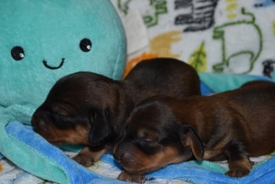 Les chiots de Teckel poil ras