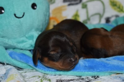 Les chiots de Teckel poil ras