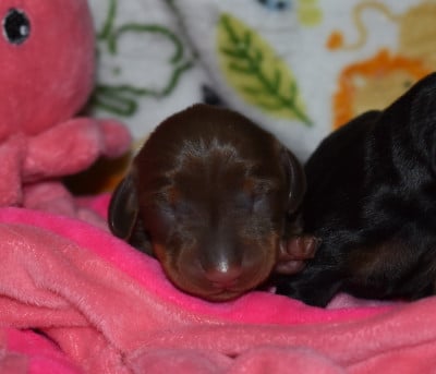 Les chiots de Teckel poil ras