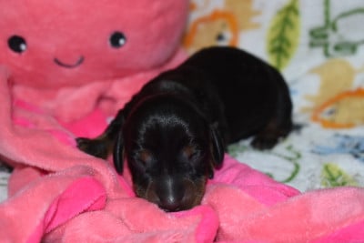 Les chiots de Teckel poil ras