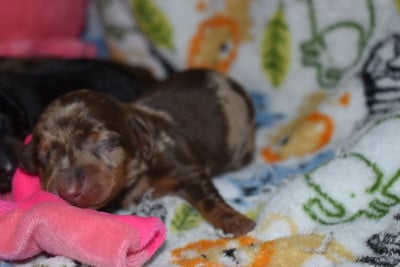 Les chiots de Teckel poil ras