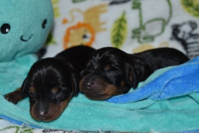Les chiots de Teckel poil ras
