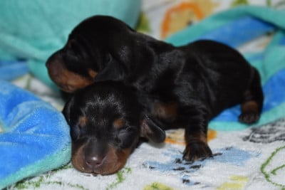 Les chiots de Teckel poil ras