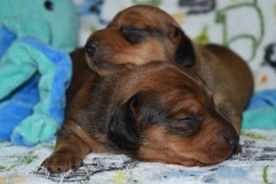 Les chiots de Teckel poil ras