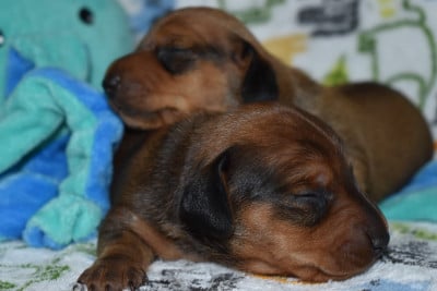 Les chiots de Teckel poil ras