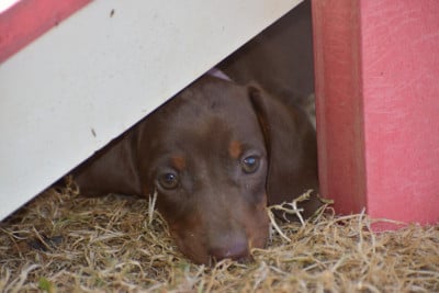 Les chiots de Teckel poil ras