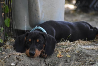Les chiots de Teckel poil ras
