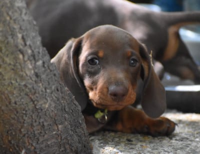 Les chiots de Teckel poil ras