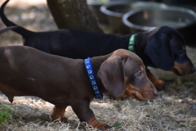 Les chiots de Teckel poil ras