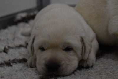 Les chiots de Labrador Retriever