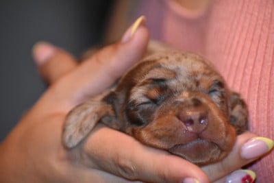 Les chiots de Teckel poil ras