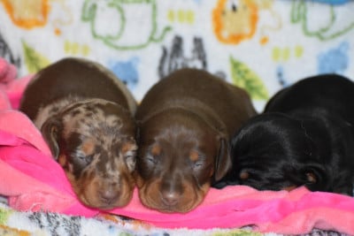 Les chiots de Teckel poil ras