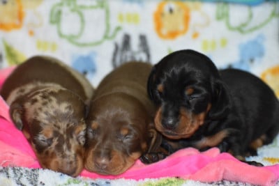 Les chiots de Teckel poil ras